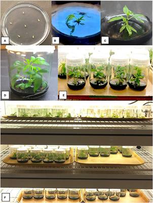 Variables Affecting Shoot Growth and Plantlet Recovery in Tissue Cultures of Drug-Type Cannabis sativa L.